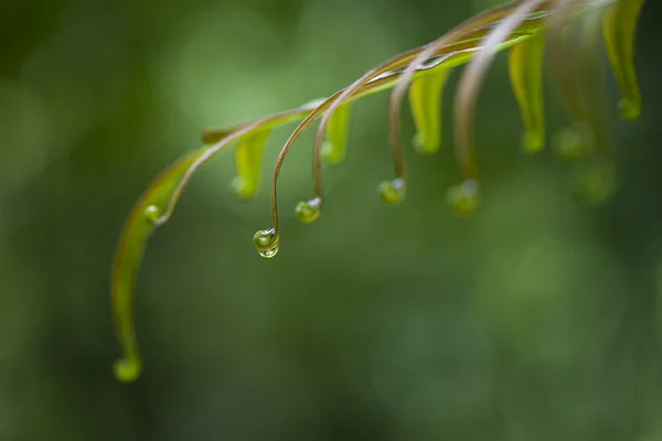 Gotas de água em uma folha de samambaia — Fotografia de Stock