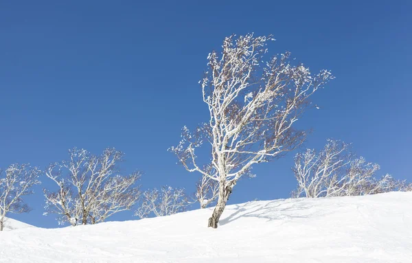 雪に覆われたシルバー バーチの木 — ストック写真