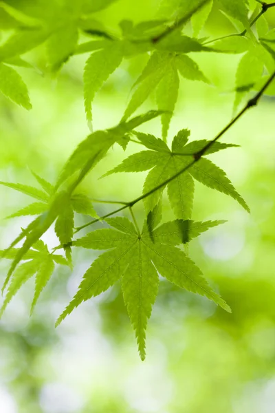 Green Acer Leaves Close-up — Stock Photo, Image