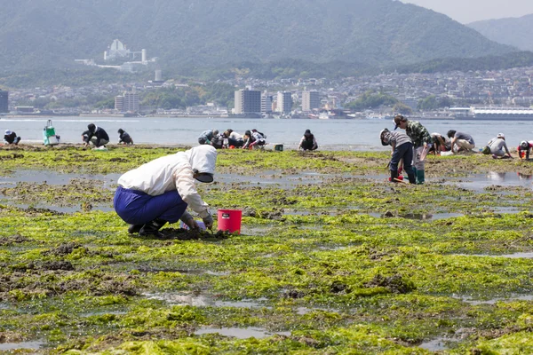 Muscheln sammeln, miyajima, japan — Stockfoto