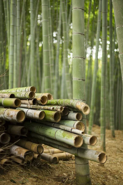 Geoogste bamboe in bos — Stockfoto