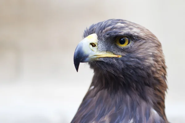 Golden Eagle close-up — Stock Photo, Image