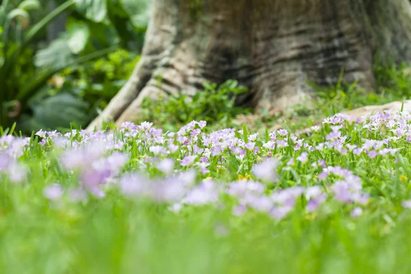 풀밭에 뻐꾸기 꽃 — 스톡 사진