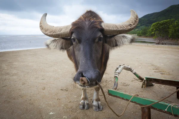 水牛，由布岛 — 图库照片
