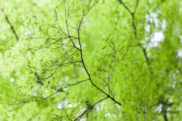 Folhas de ácer japonês — Fotografia de Stock