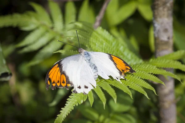 Wielki koniuszek pomarańczowy motyl, Japonia — Zdjęcie stockowe