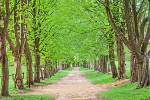 Avenue of Trees — Stock Photo, Image
