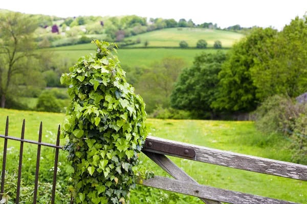 Gate post covered in ivy — Stock Photo, Image