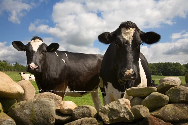 Vacas curiosas miran sobre la pared — Foto de Stock