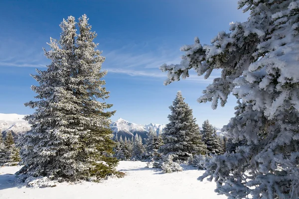 Árvores do abeto nevado e montanhas — Fotografia de Stock