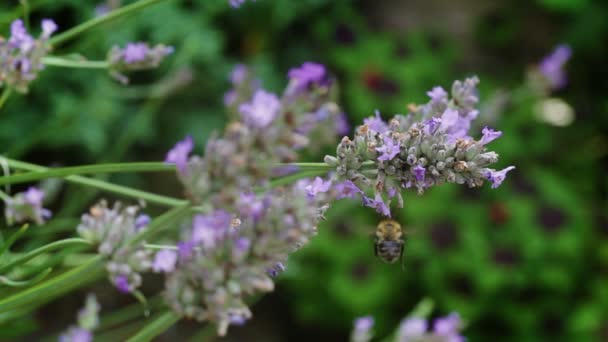 Abeja en lavanda cámara lenta HD — Vídeo de stock