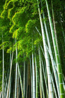 Bamboo Forest clipart