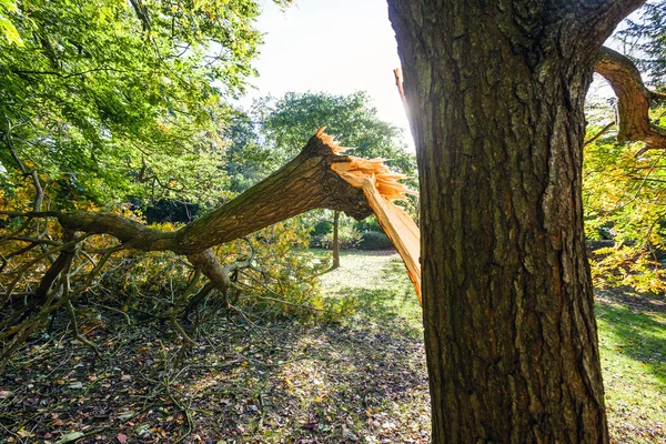 Drzewo uszkodzone podczas burzy uk — Zdjęcie stockowe