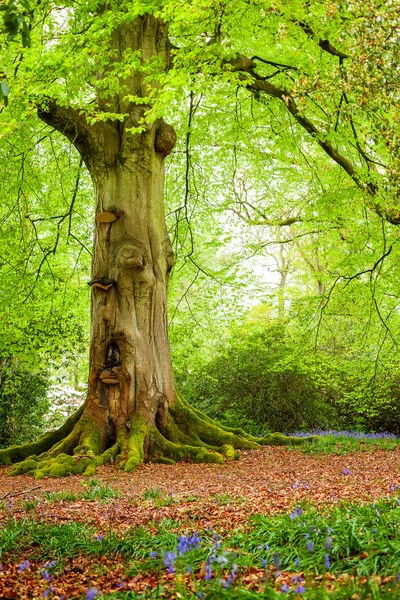Tronco de árvore em Woodland — Fotografia de Stock