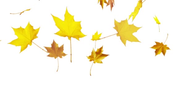 Gele bladeren die vallen met matte — Stockvideo