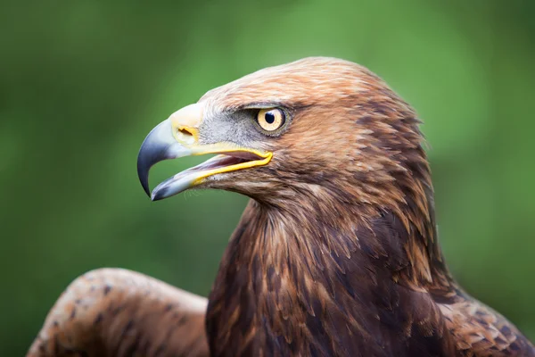 Golden Eagle crossed with a Russian Steepe Eagle — Stock Photo, Image