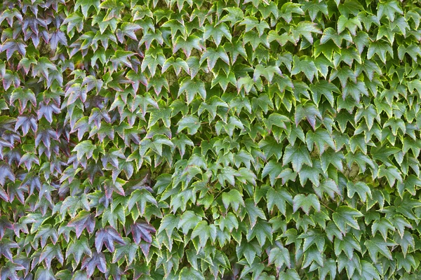 Wall of Ivy — Stock Photo, Image