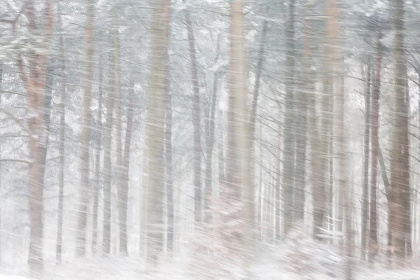 Starker Schneefall im Wald — Stockfoto