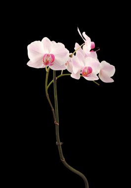 Phalaenopsis. siyah arka plan üzerinde renkli pembe orkide