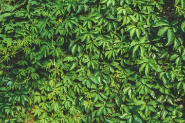 Yakın plan, aşırı gelişmiş yeşil sarmaşık duvarı