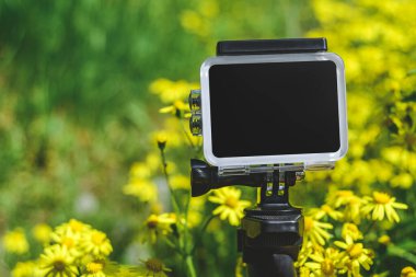 Yaklaş, aksiyon kamerası. Bahçedeki sarı papatyanın arka planında