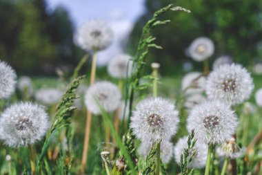 Yakın plan, yeşil çimlerde karahindiba