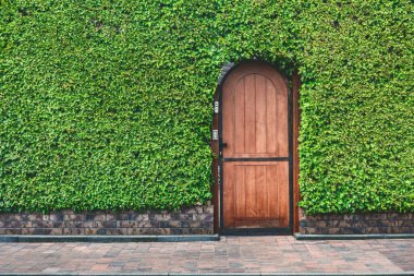 Yakın plan, ahşap kapı dokusu yeşil buxus çiti. Çalılar arka planı