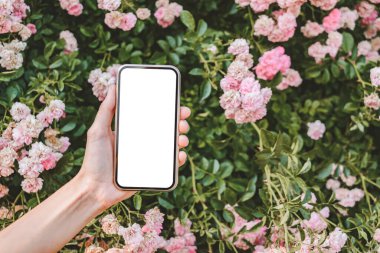 Yakın plan, akıllı telefonun bir kadın eliyle kopyası. Pembe güller yetiştirmenin arka planında