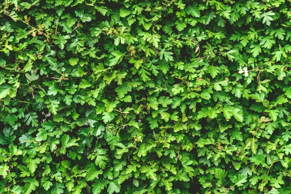 Nahaufnahme Textur Grüne Buxushecke Igelkulisse — Stockfoto