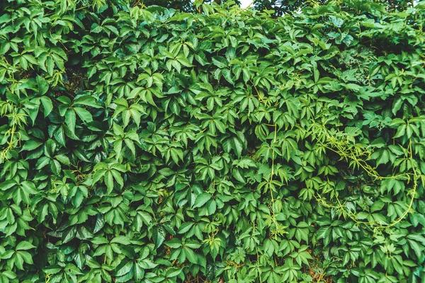 Nahaufnahme Bewachsene Wand Aus Grünem Efeu Mit Blättern — Stockfoto
