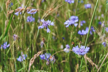 Yakın plan, tarla çiçekleri. Doğanın arka planına karşı