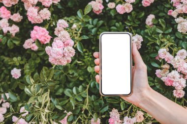 Kadın eliyle telefon modeli. Pembe gül yetiştirmenin arka planına karşı. Yakın plan.