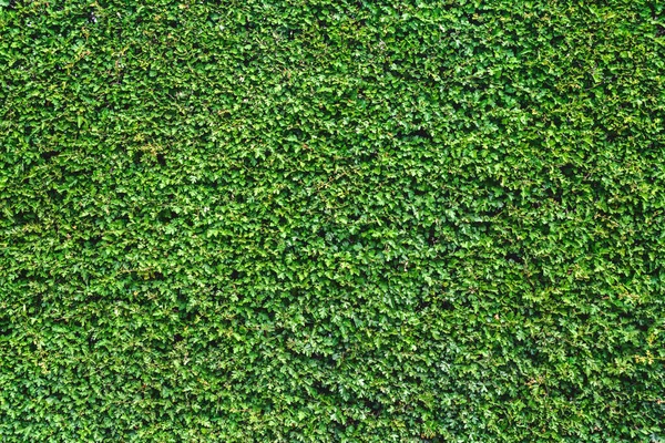 Mur Haie Est Une Riche Belle Couleur Verte Texture Fond Photo De Stock