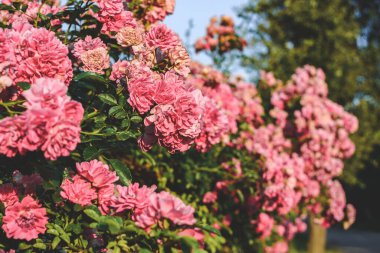 Yakın plan, Bush pembe güller yetiştiriyor.