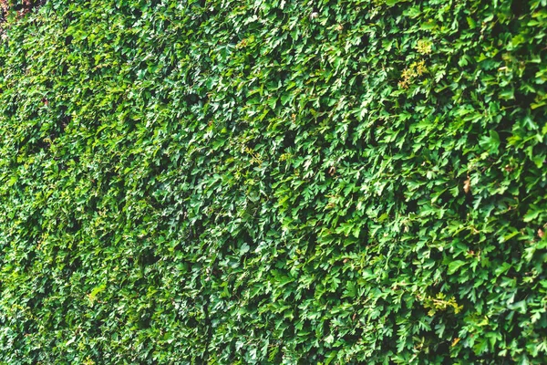 Nahaufnahme Textur Grüne Buxushecke Igelkulisse — Stockfoto