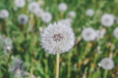 Yakın plan, çimenli yeşil bir alanda bir sürü karahindiba.
