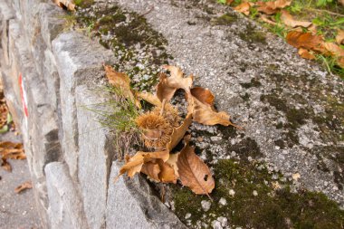 İsviçre 'de kestane sezonu, Soglio ve Castasegna yakınlarında.