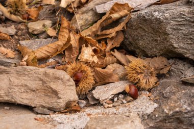 İsviçre 'de kestane sezonu, Soglio ve Castasegna yakınlarında.