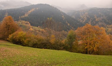 İsviçre 'de, Soglio ve Castasegna yakınlarında kestane ağaçları.