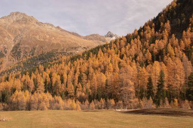 Güzel İsviçre sonbahar manzarası, St. Moritz, Maloja