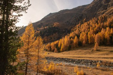 Güzel İsviçre sonbahar manzarası, St. Moritz, Maloja
