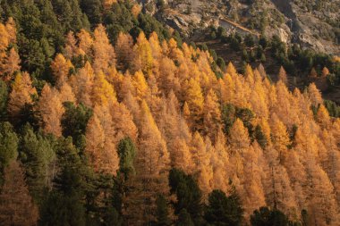 Güzel İsviçre sonbahar manzarası, St. Moritz, Maloja