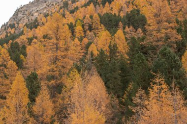 Güzel İsviçre sonbahar manzarası, St. Moritz, Maloja