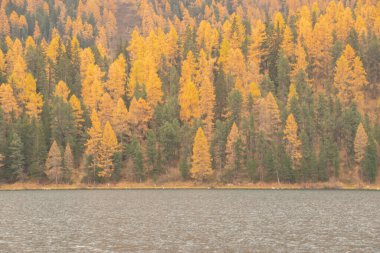 Güzel İsviçre sonbahar manzarası, St. Moritz, Maloja
