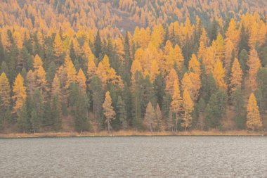 Güzel İsviçre sonbahar manzarası, St. Moritz, Maloja