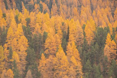 Güzel İsviçre sonbahar manzarası, St. Moritz, Maloja