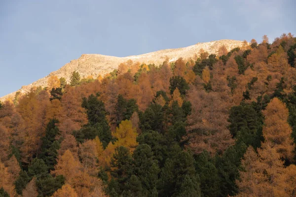 Krásná Švýcarská Podzimní Krajina Moritz Maloja — Stock fotografie