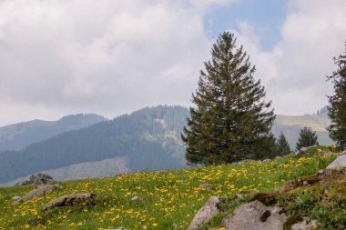 Appenzell Alpleri, İsviçre 'de güzel bir bahar manzarası.