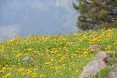 Appenzell Alpleri, İsviçre 'de güzel bir bahar manzarası.