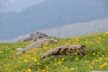 Appenzell Alpleri, İsviçre 'de güzel bir bahar manzarası.